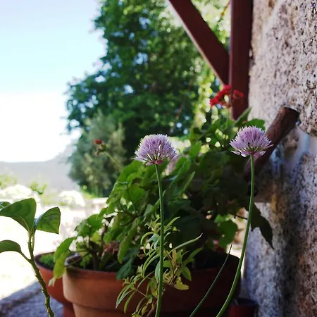 Quinta Da Pousadela - Gospodarstwo wiejskie Amarante